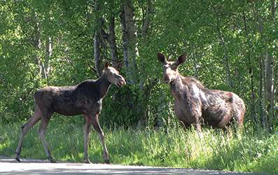 Moose Watching Twin Mountain Bretton Woods New Hampshire
