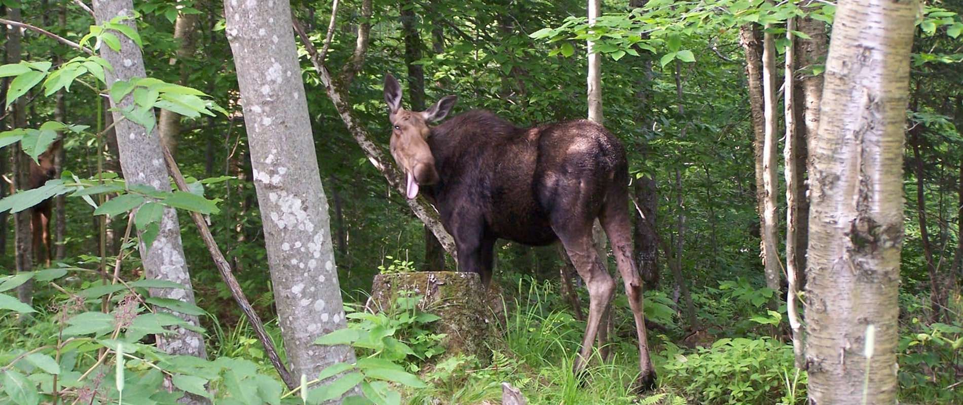 moose tours bretton woods nh